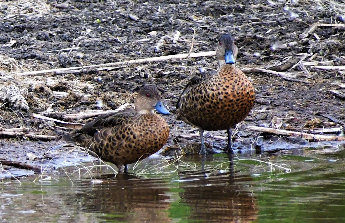 Chestnut Teal - ML202138831