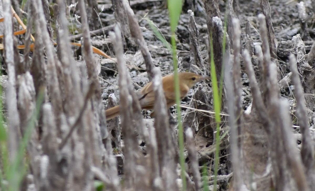 Australian Reed Warbler - Ryan Kilgower