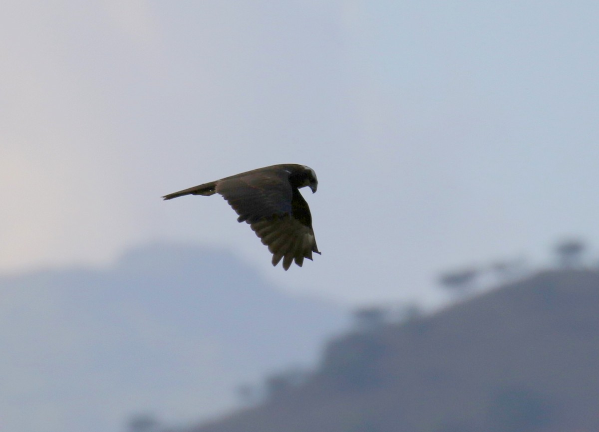 Western Marsh Harrier - ML202139311