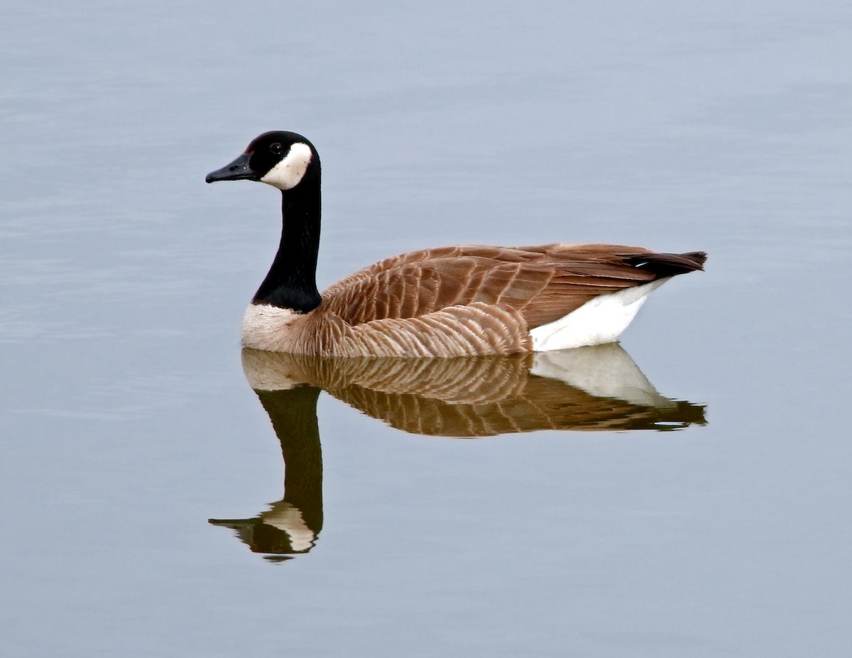 Canada Goose - ML202140831