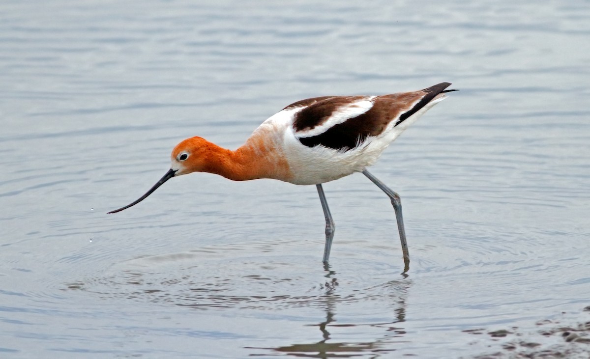 Avocette d'Amérique - ML202140891