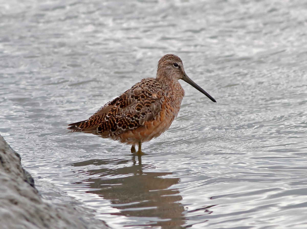 Short-billed/Long-billed Dowitcher - ML202141061