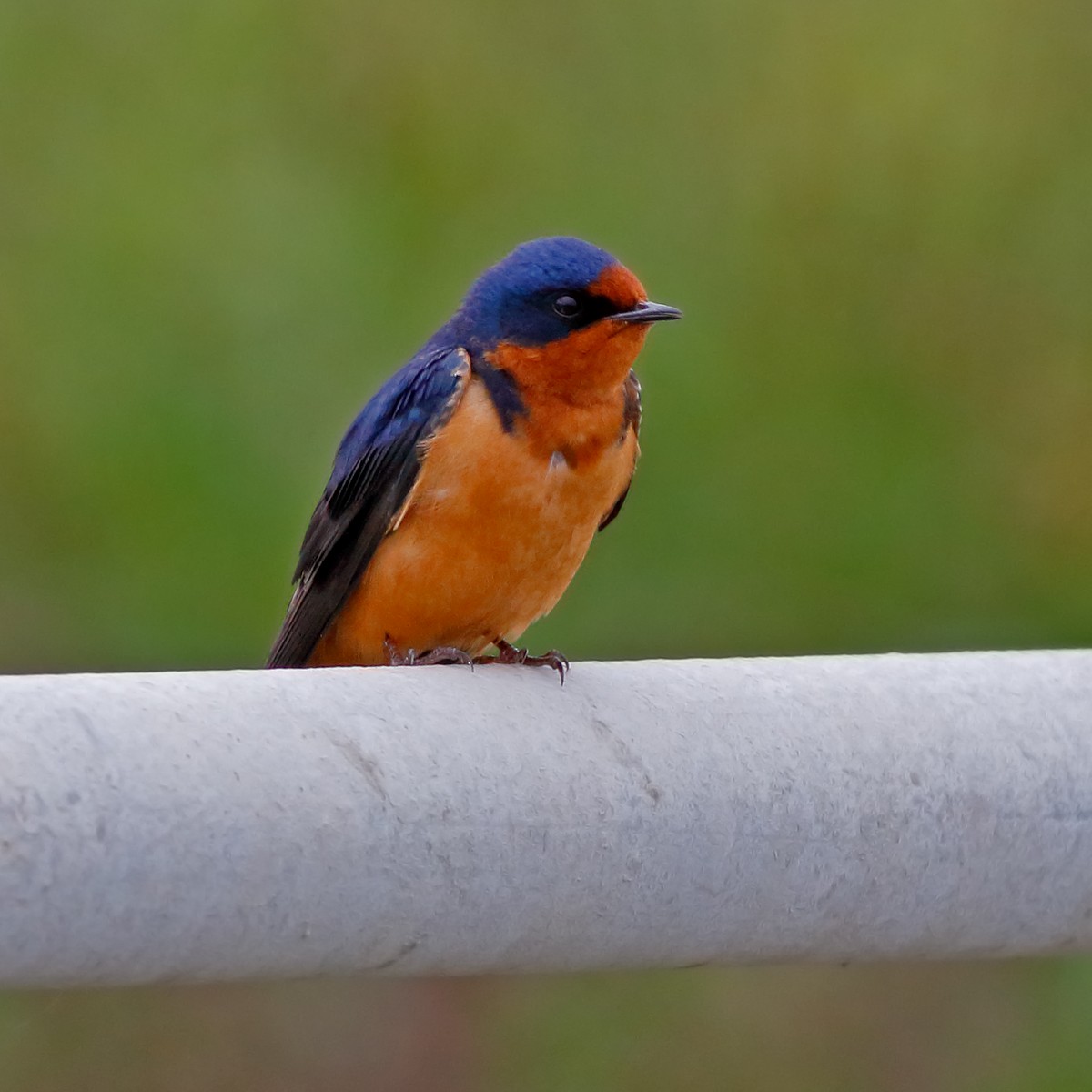 Barn Swallow - ML202141111