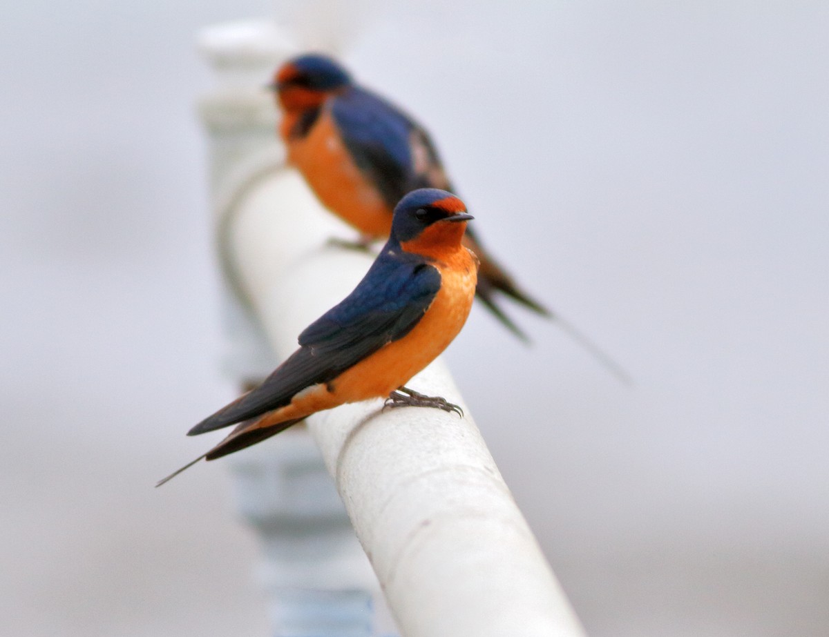 Barn Swallow - ML202141121