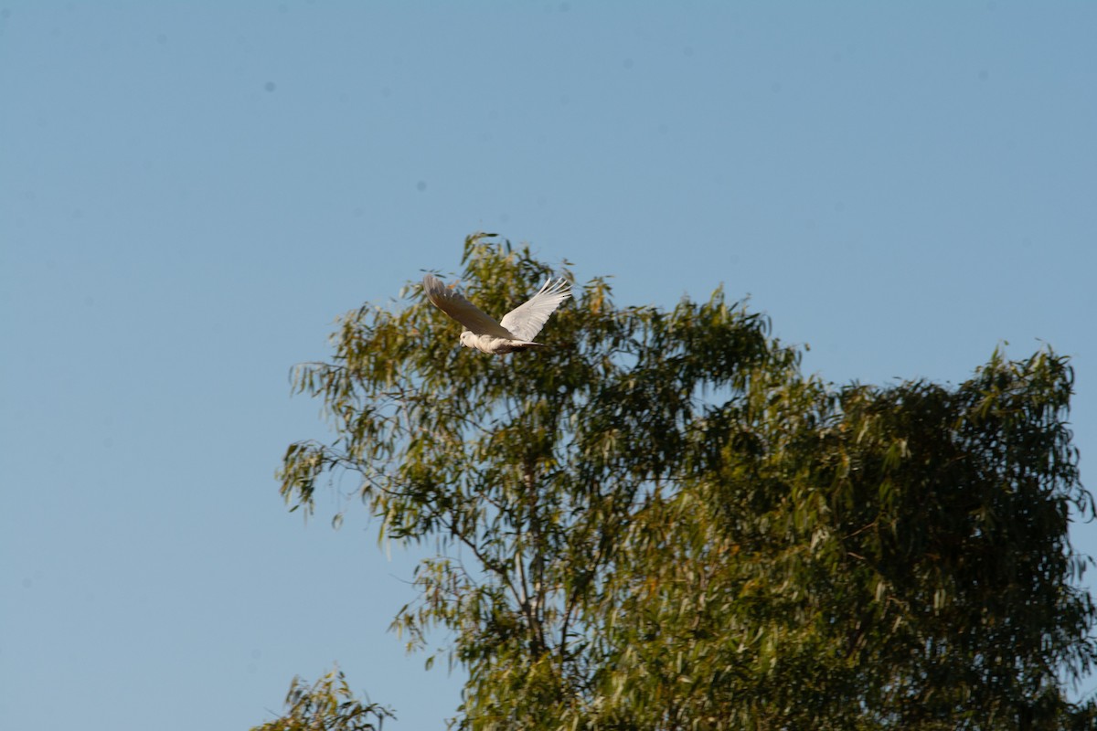 Sulphur-crested Cockatoo - ML202141131