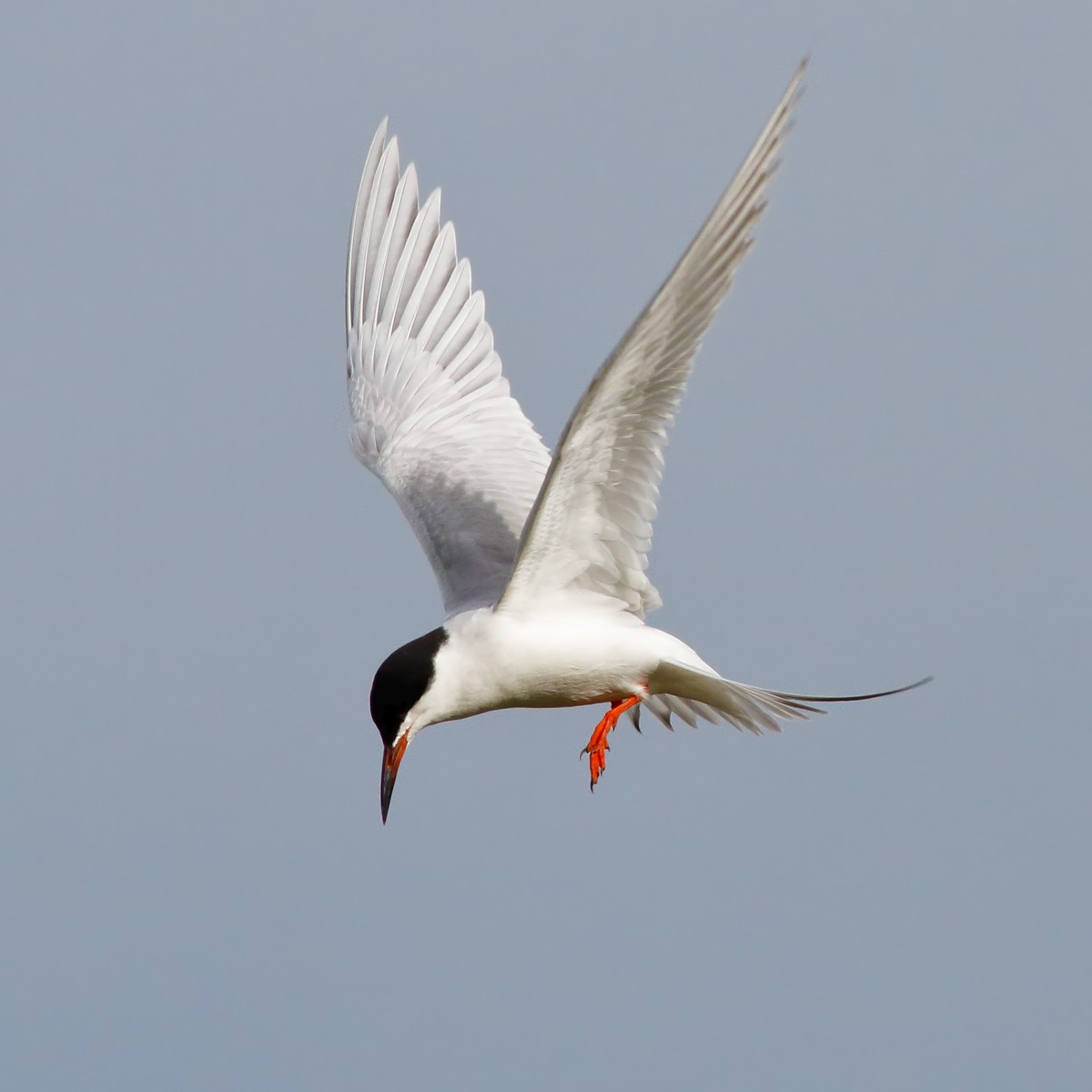 Forster's Tern - ML202141151