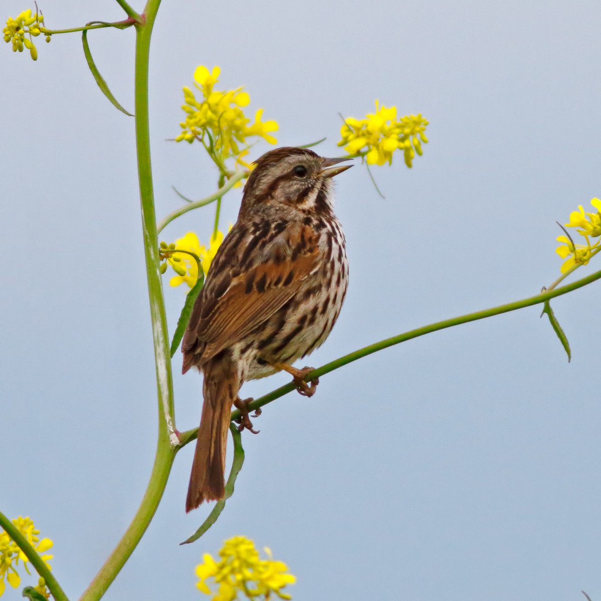 Song Sparrow - ML202141321