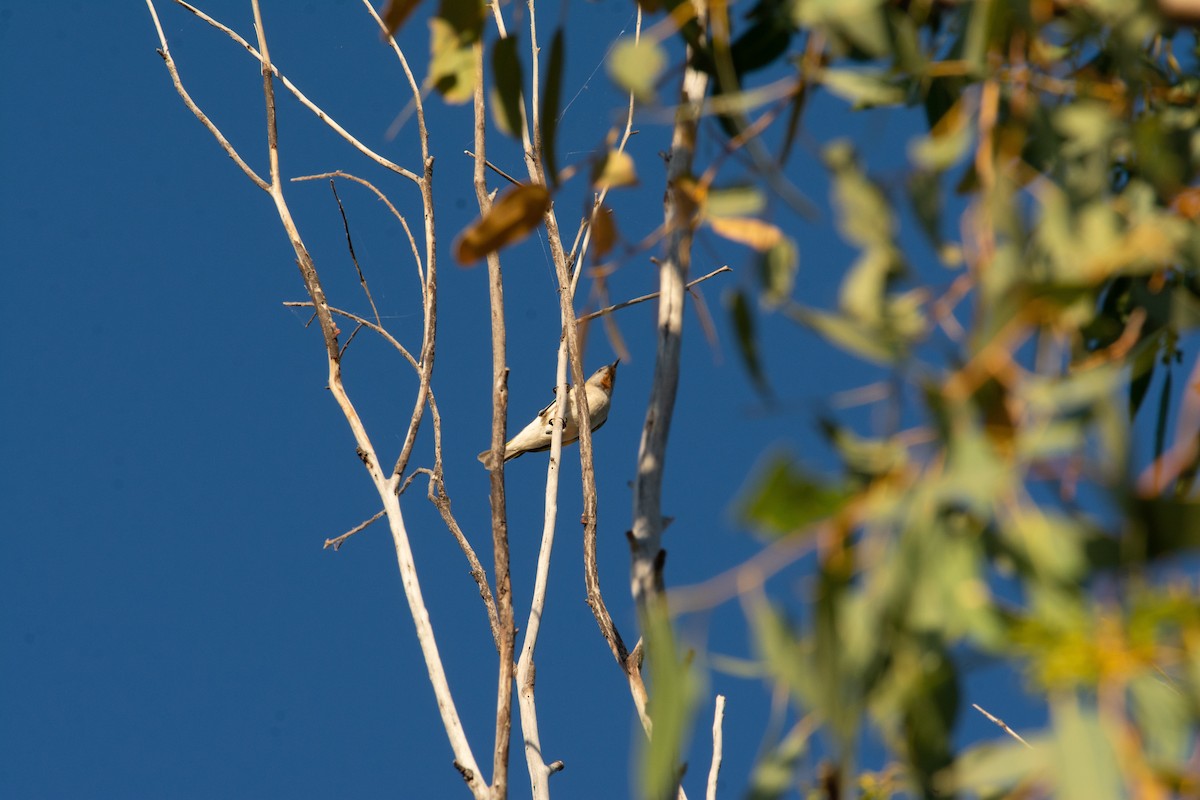 Rufous-throated Honeyeater - Edward Bell