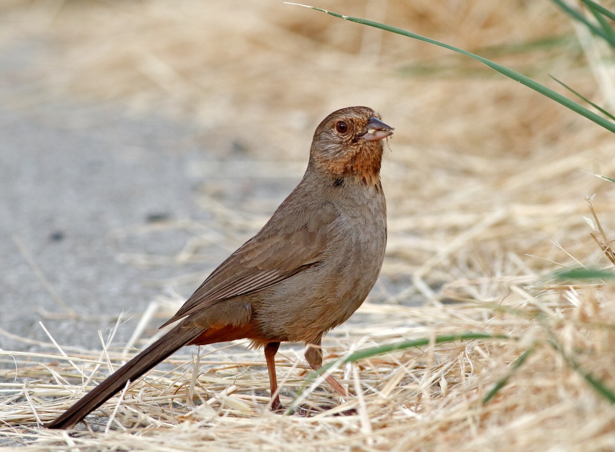 California Towhee - ML202141441