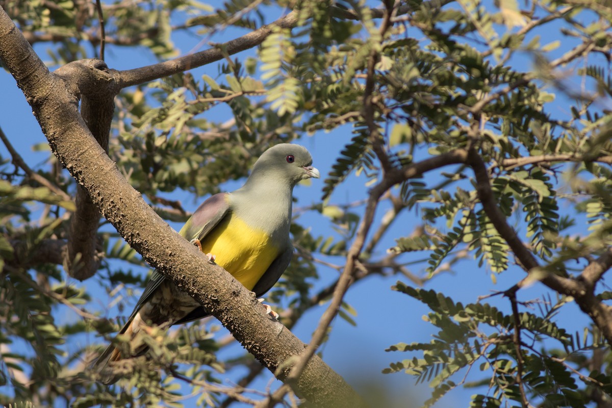 Bruce's Green-Pigeon - Andreas Boe