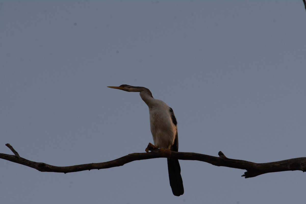 anhinga australská - ML202141901