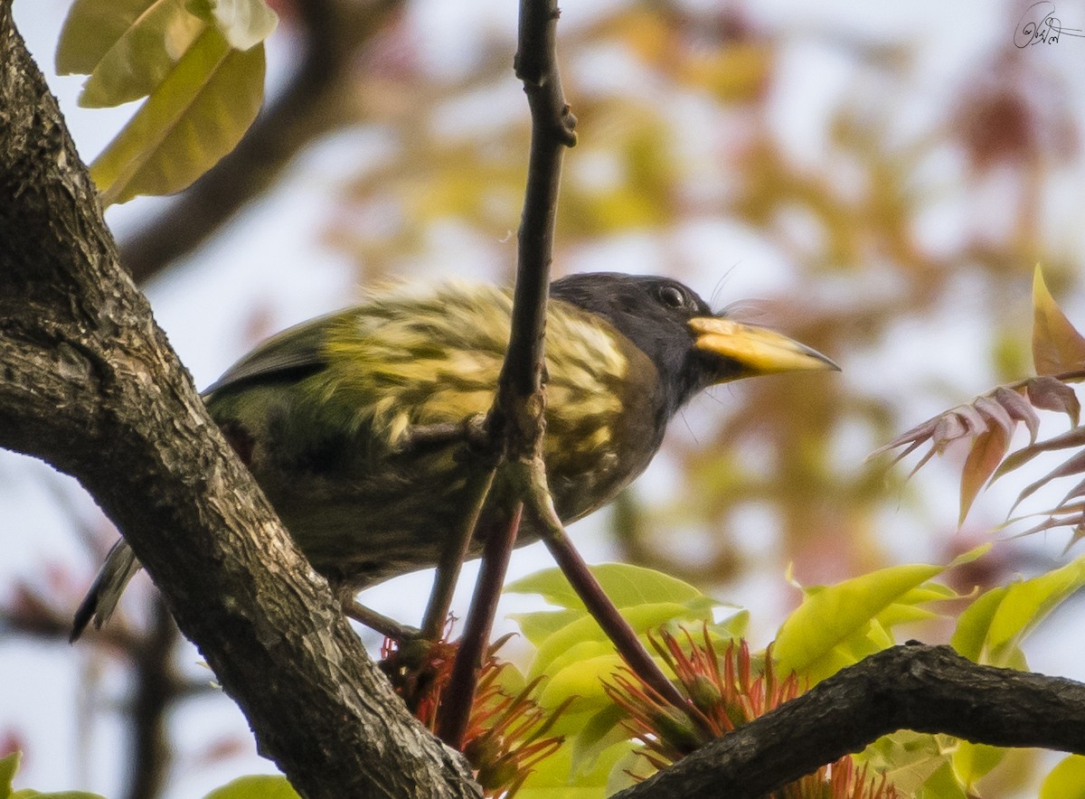 Great Barbet - Prasil Biswas