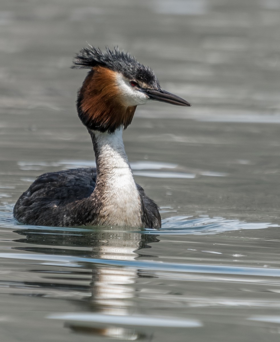 Great Crested Grebe - ML202143461