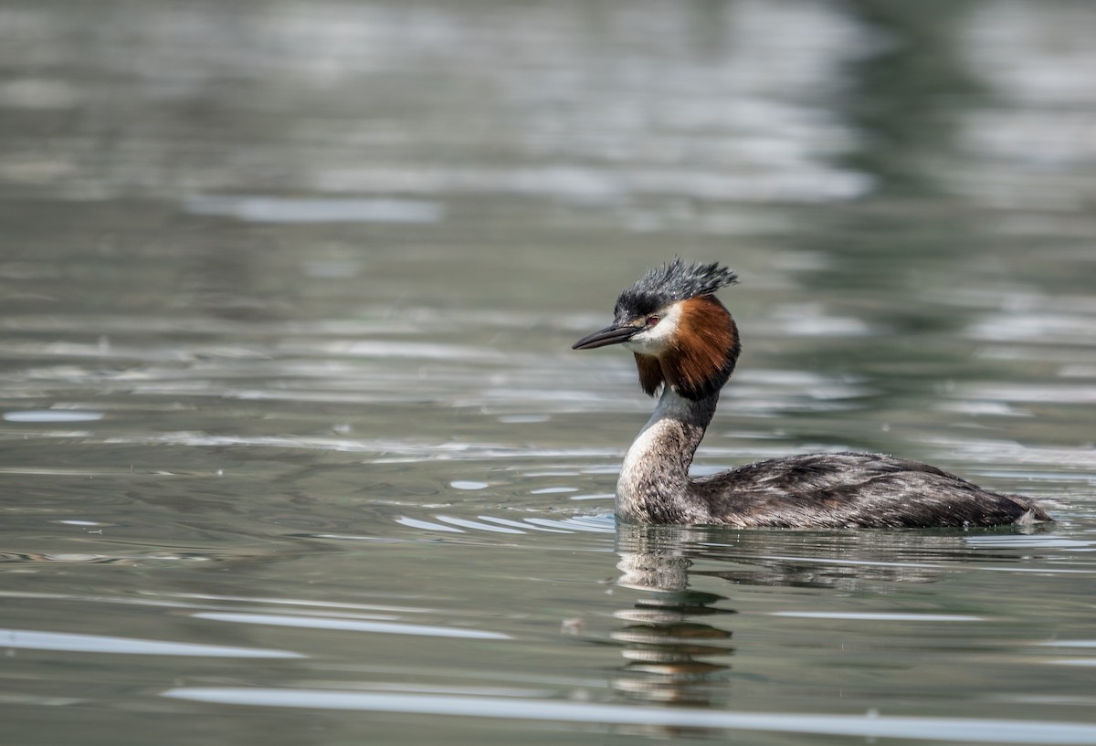 Great Crested Grebe - ML202143541