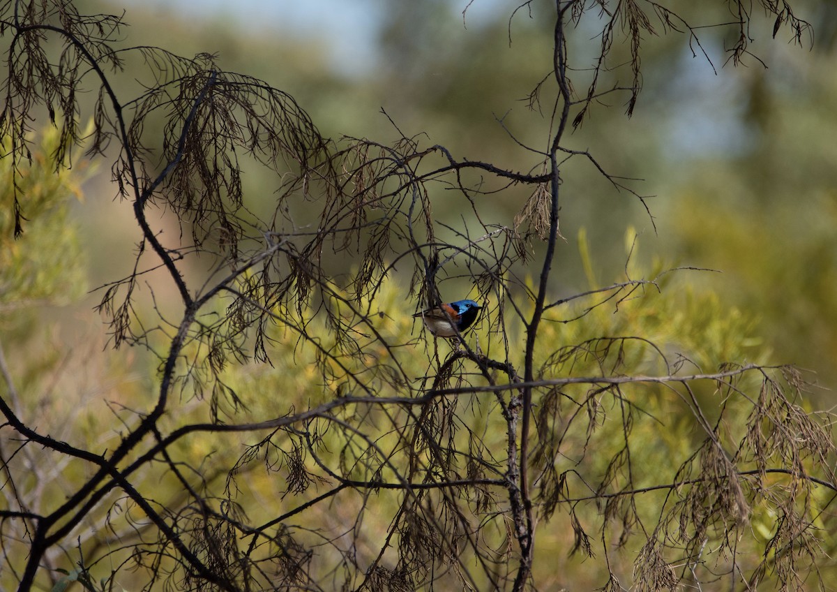 Purple-backed Fairywren - ML202143571