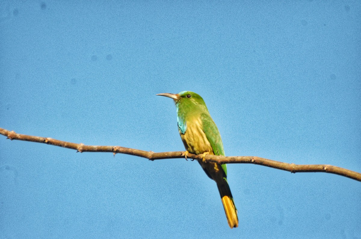 Blue-bearded Bee-eater - Malyasri Bhattacharya
