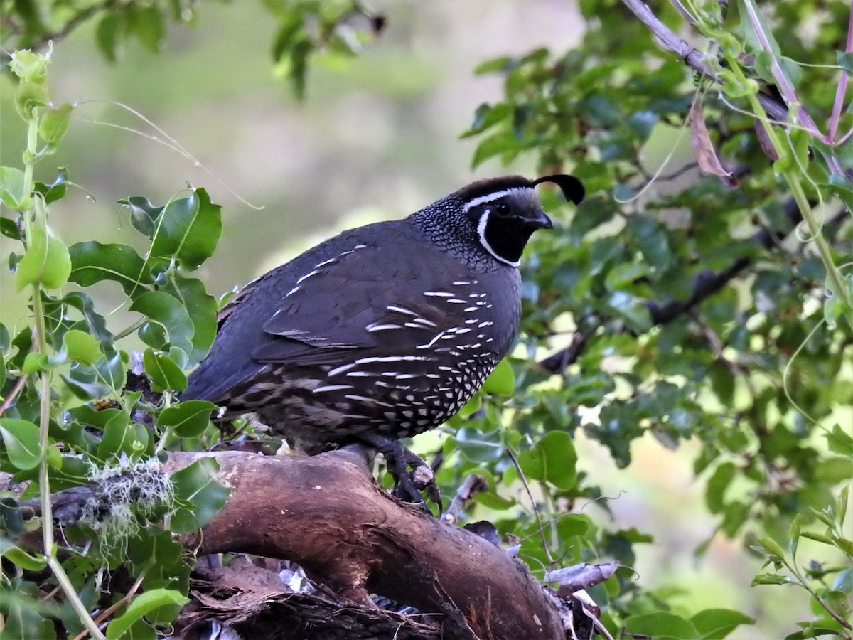 California Quail - Pablo Alejandro Pla