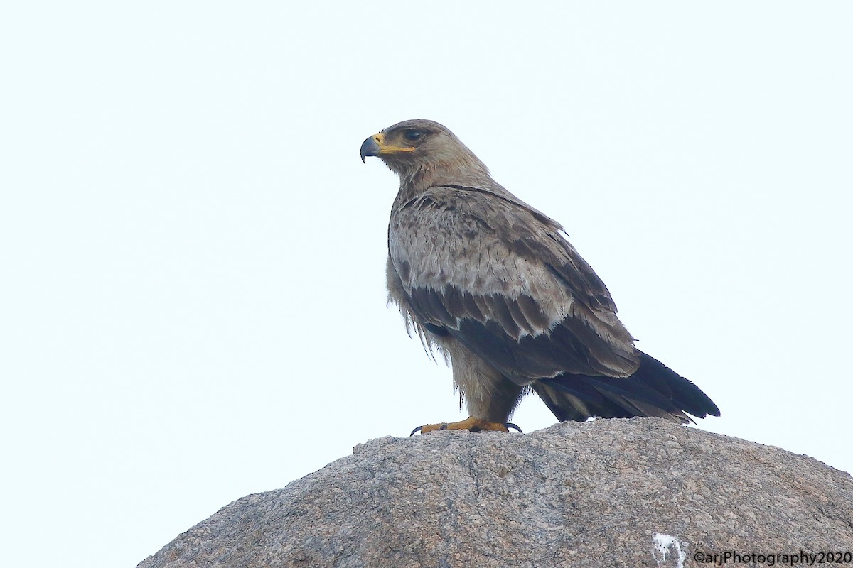 Tawny Eagle - ML202148521