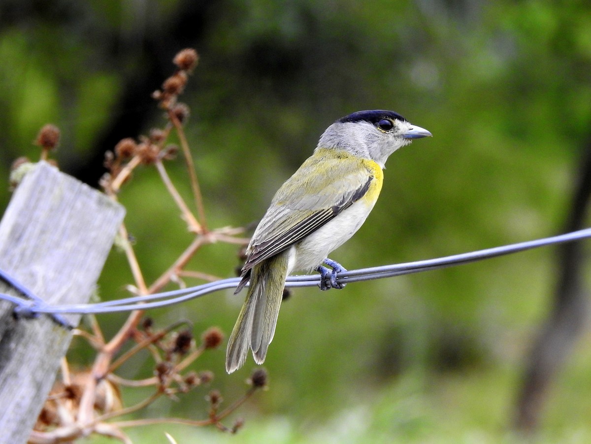 Green-backed Becard - Carlos Crocce