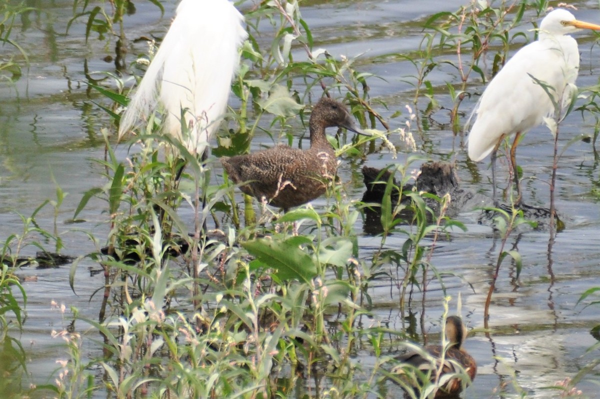 Freckled Duck - ML202149461