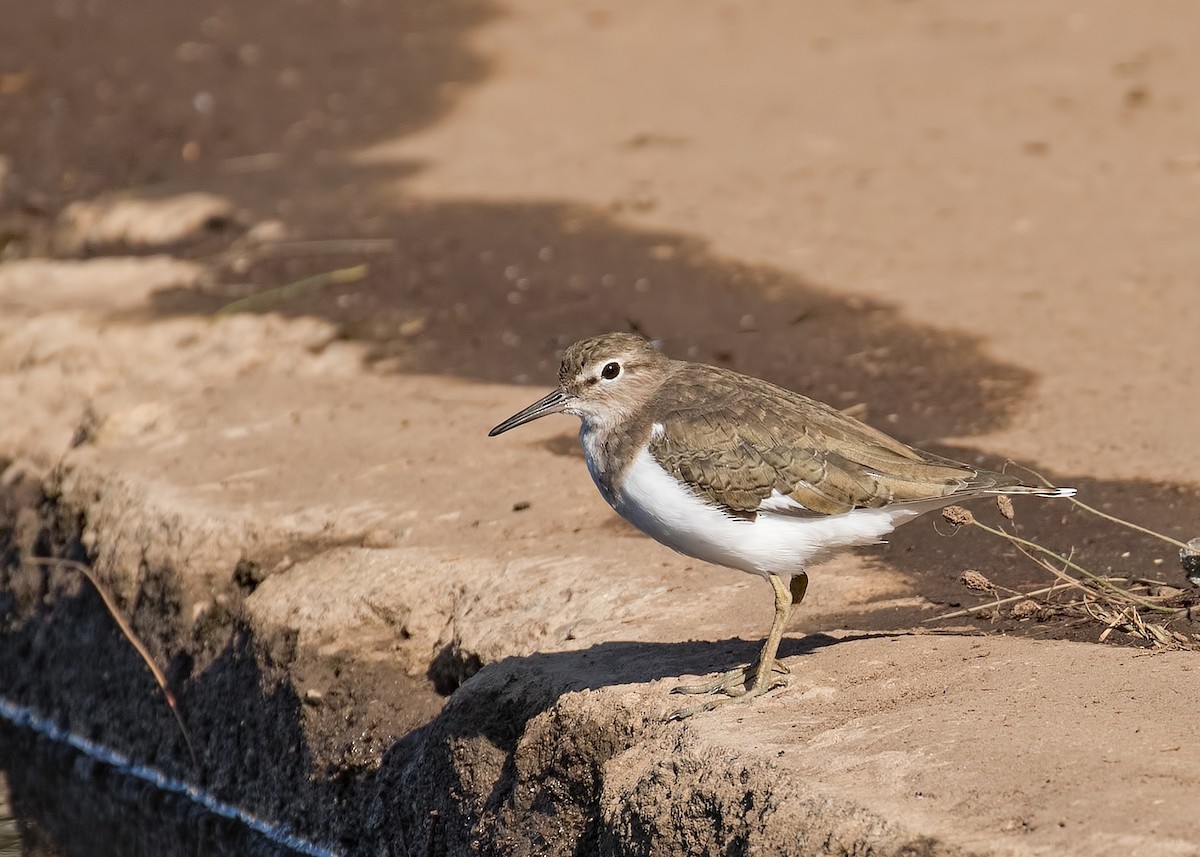 Common Sandpiper - Julie Clark