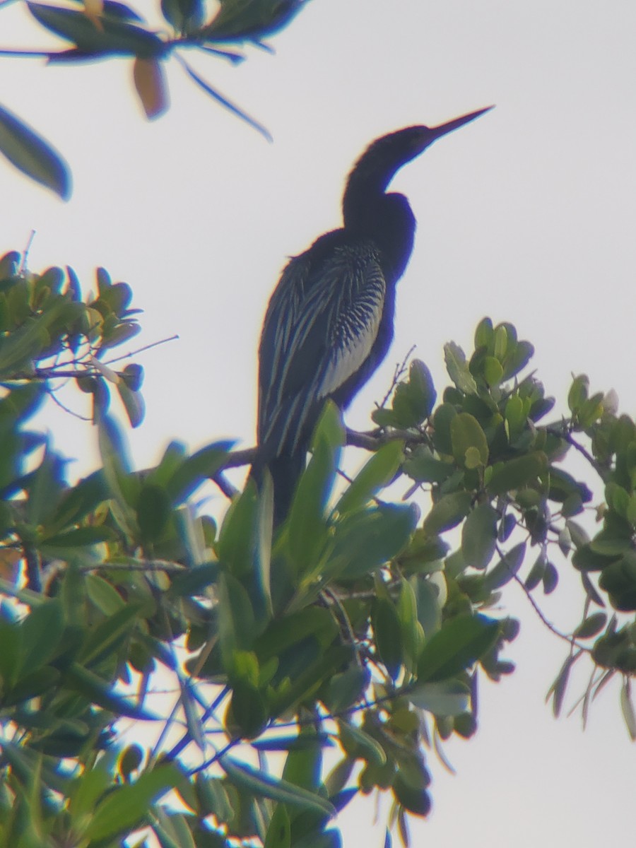 Anhinga d'Amérique - ML202149771