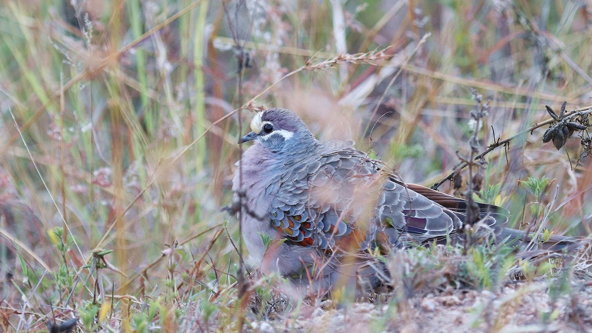 Common Bronzewing - ML202150111