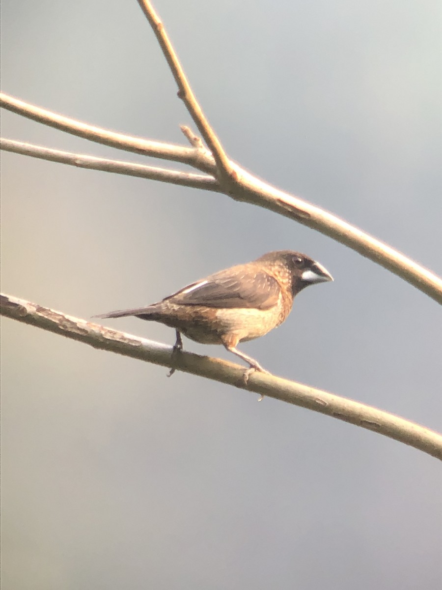 White-rumped Munia - ML202150381