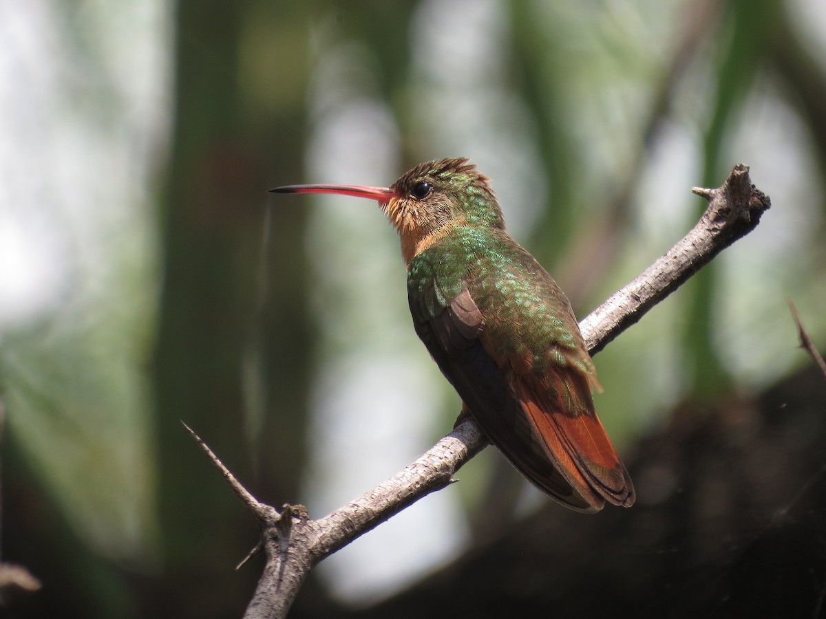 kolibřík ryšavý - ML20215041