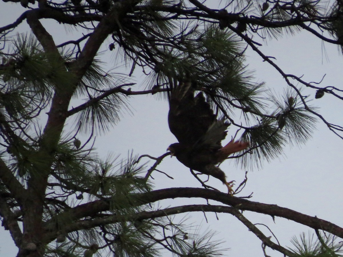 Red-tailed Hawk - John van Dort