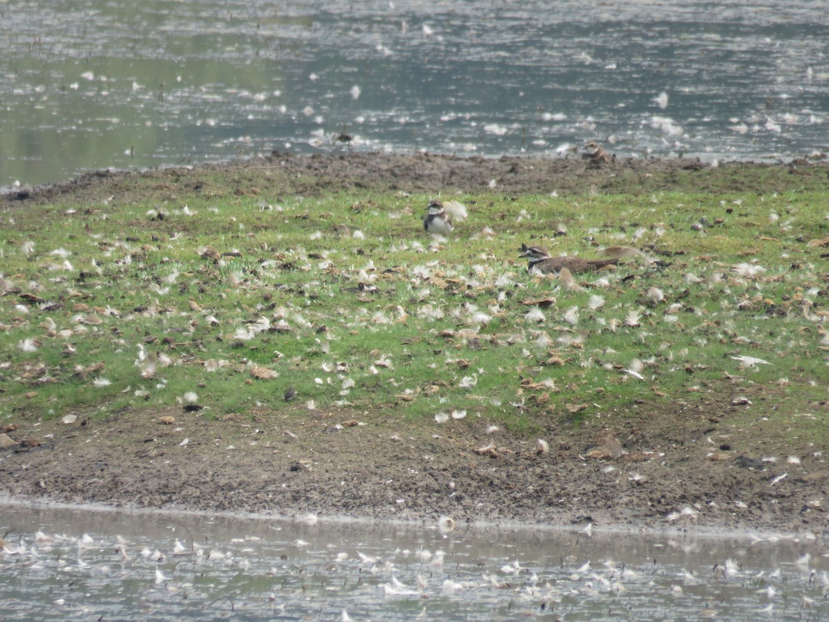 Semipalmated Plover - ML20215251