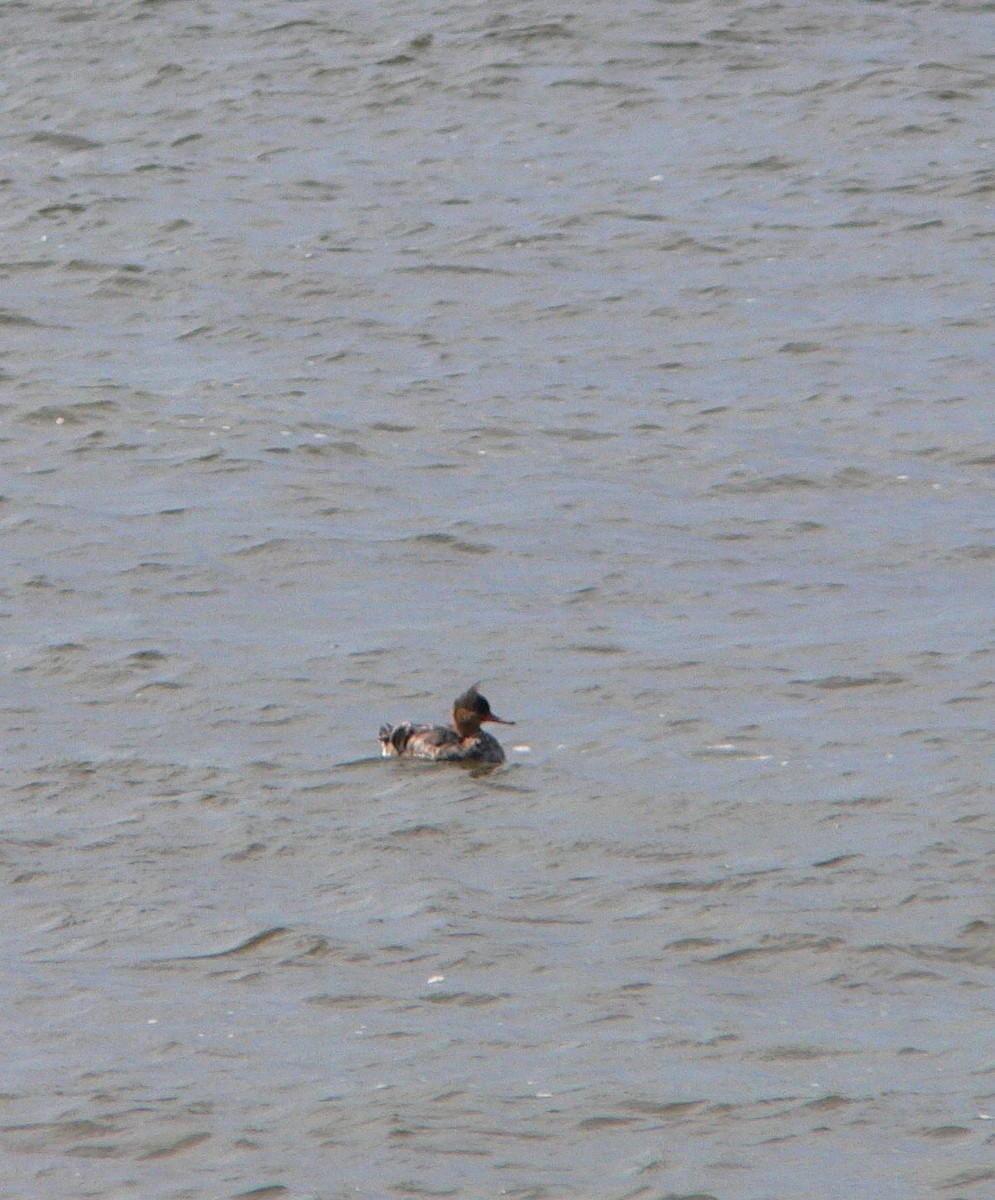 Red-breasted Merganser - ML202152631