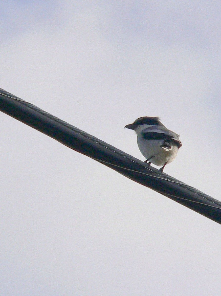 Loggerhead Shrike - ML202152801