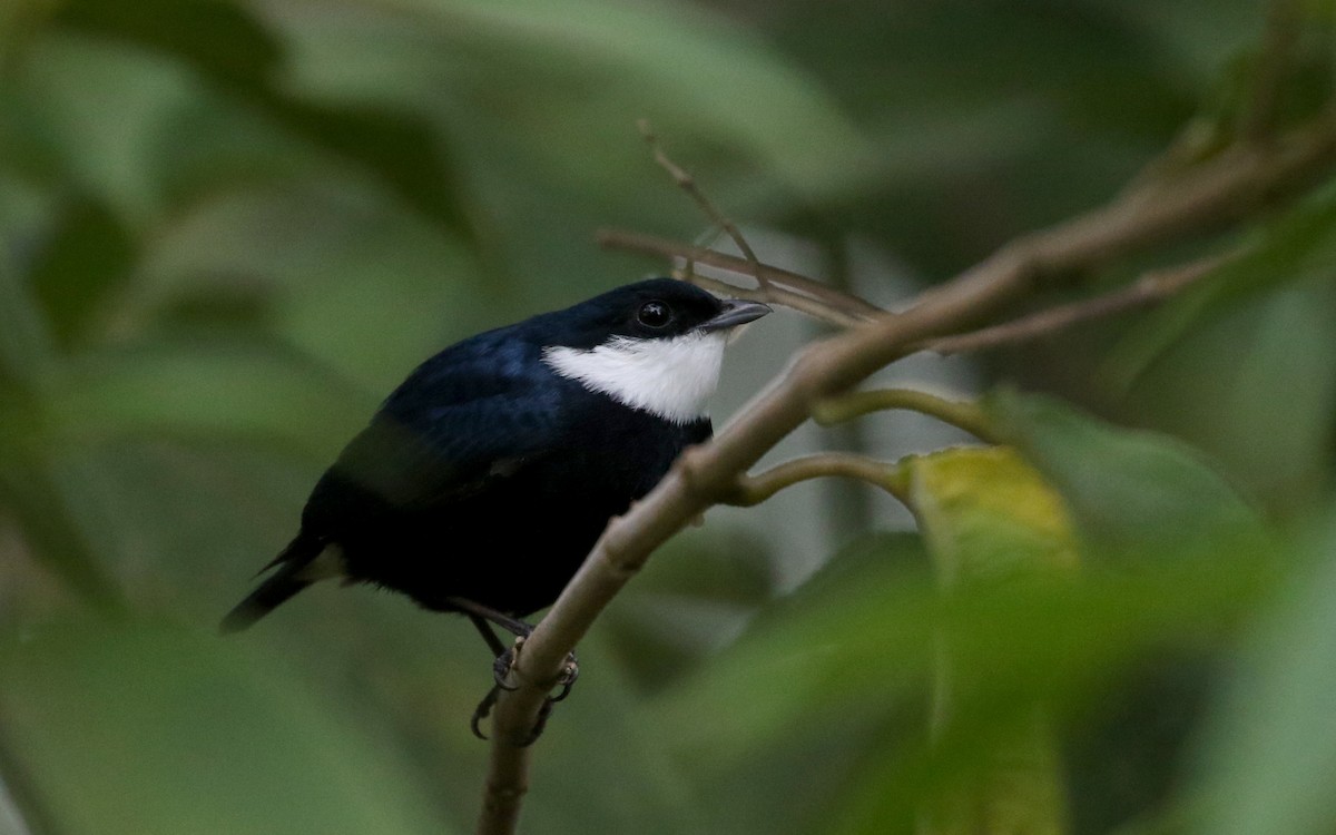 White-ruffed Manakin - ML202155381