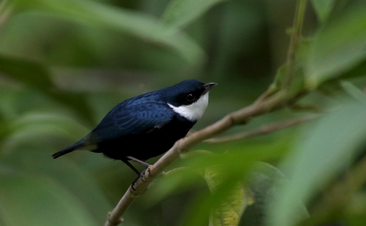 White-ruffed Manakin - ML202155391