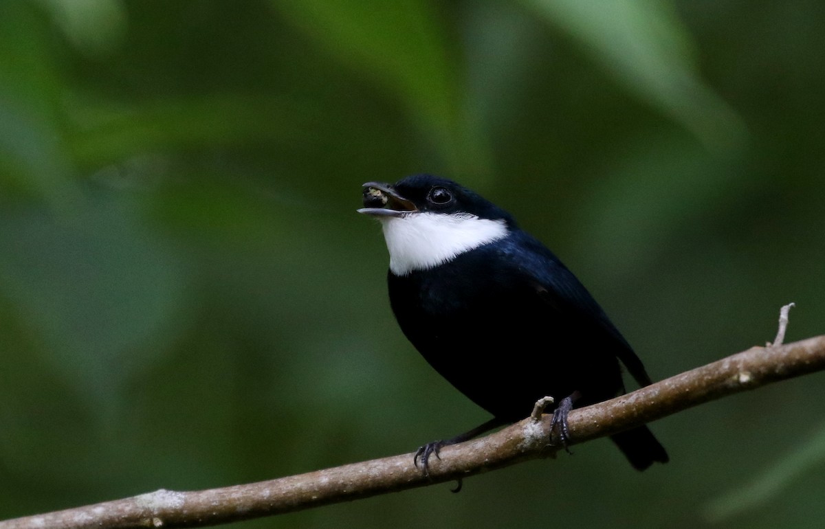 White-ruffed Manakin - ML202155411