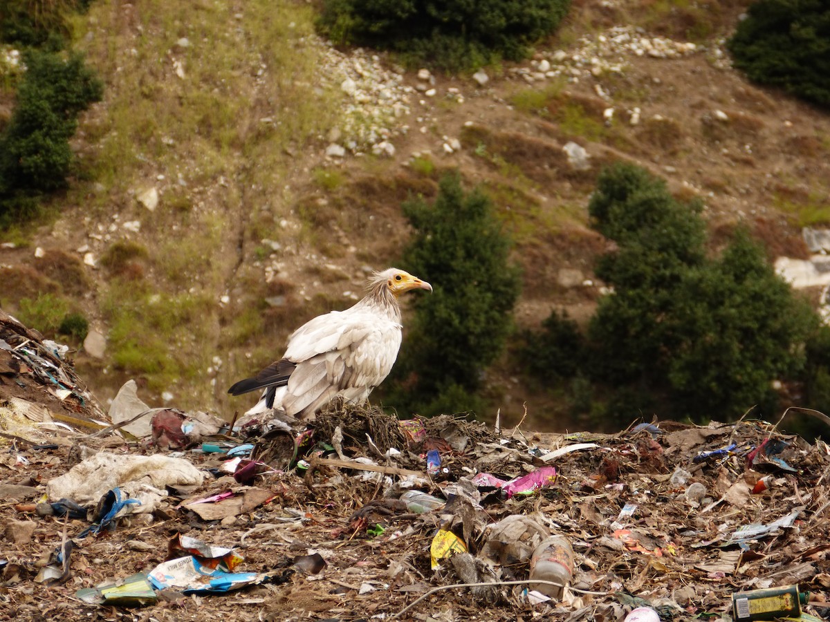 Egyptian Vulture - Rohit Chakravarty