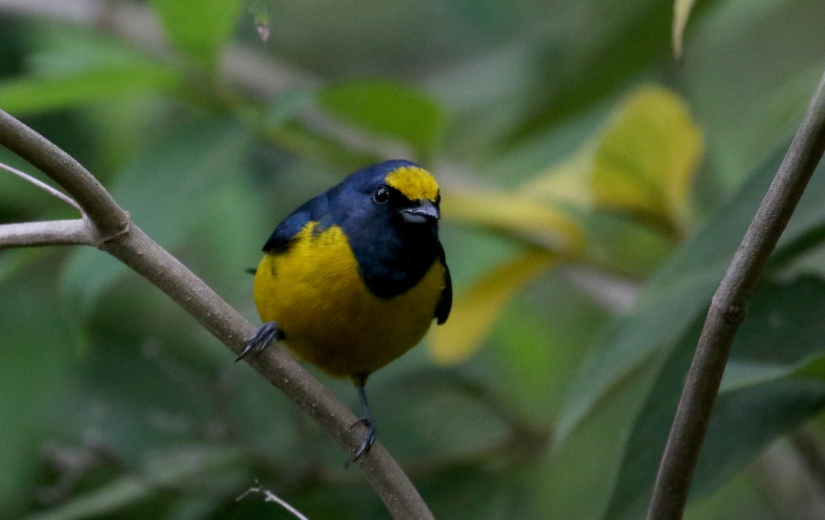 Fulvous-vented Euphonia - ML202155521