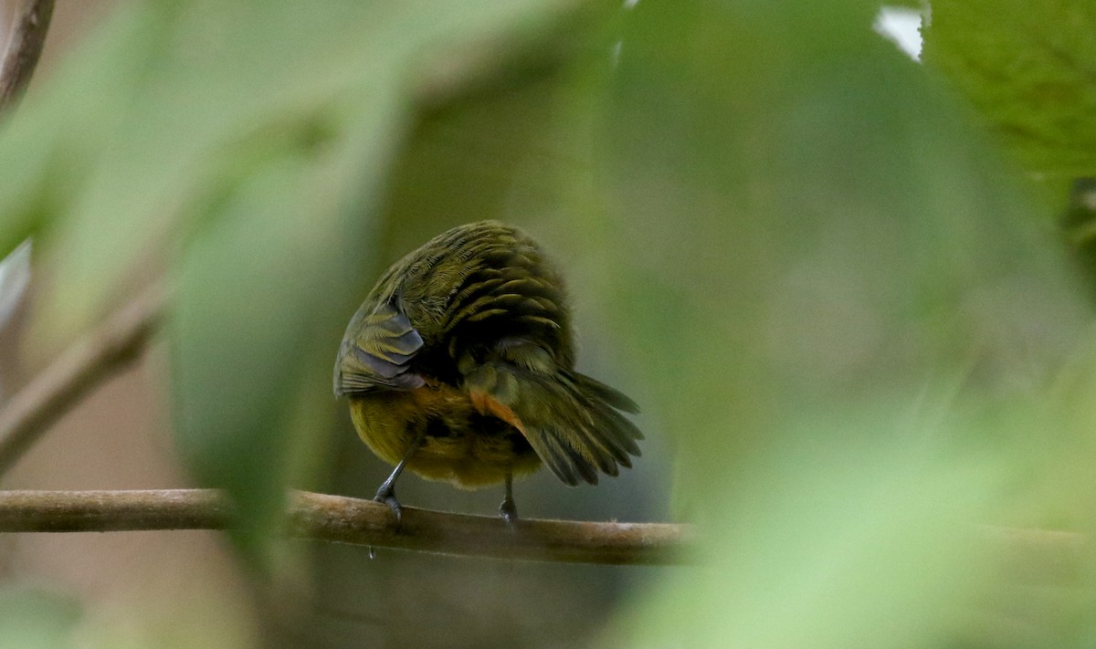 Fulvous-vented Euphonia - ML202155551