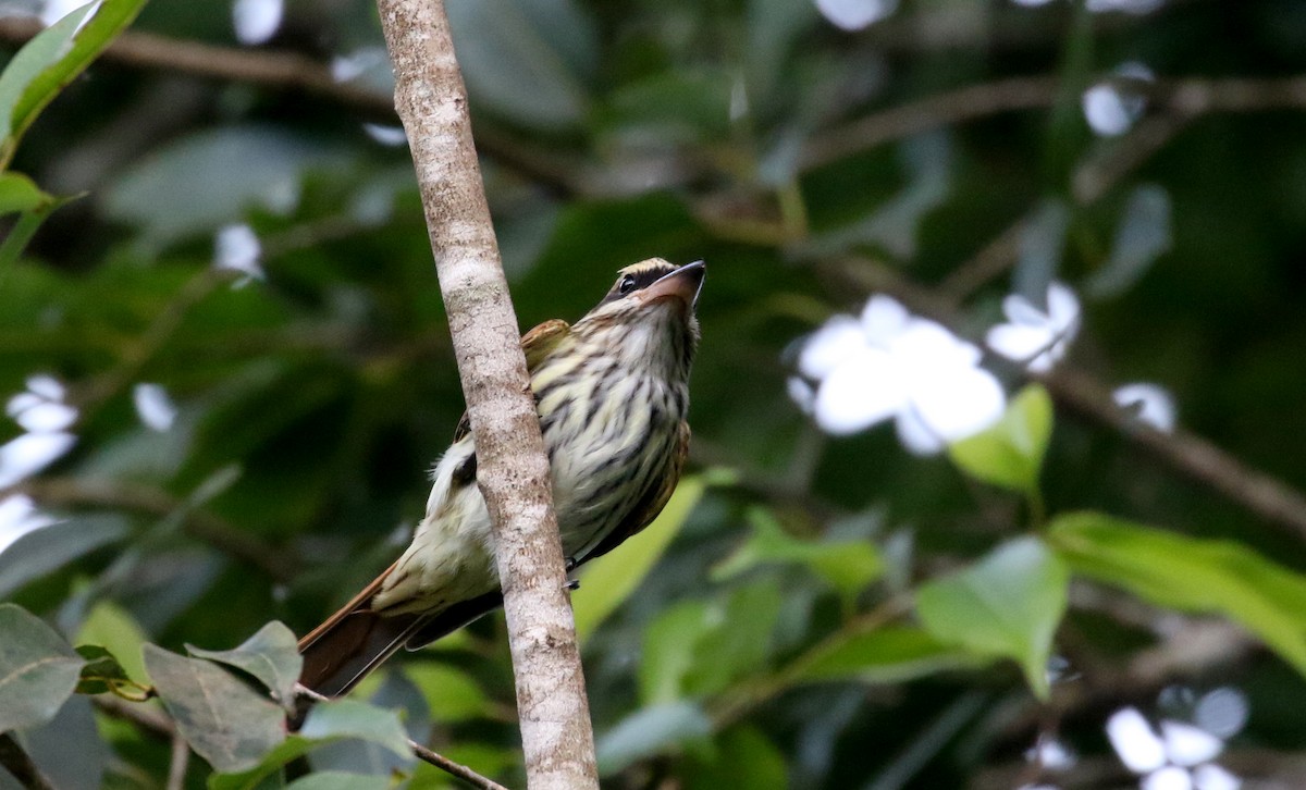 Streaked Flycatcher (Northern) - ML202155621