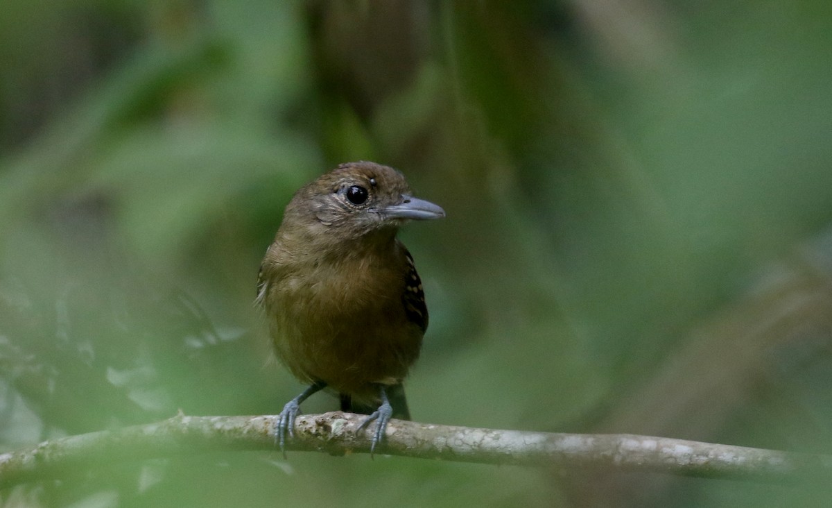 Black-crowned Antshrike - ML202155641