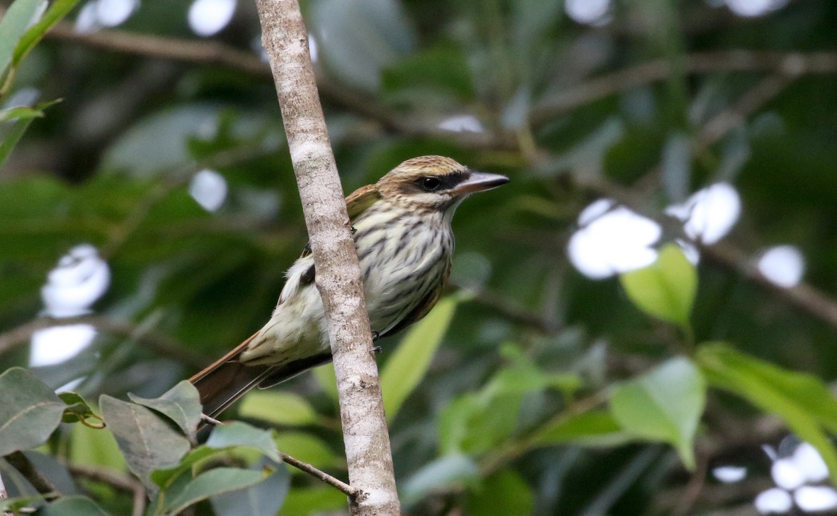 Streaked Flycatcher (Northern) - ML202155651