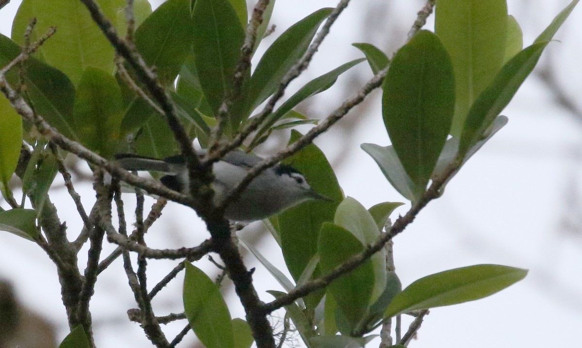 White-browed Gnatcatcher - ML202155711