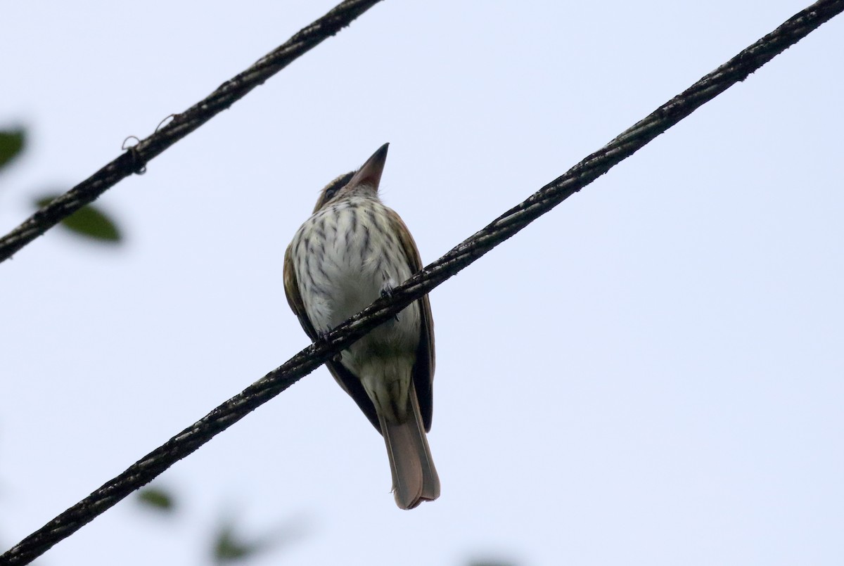 Streaked Flycatcher (Northern) - ML202155881