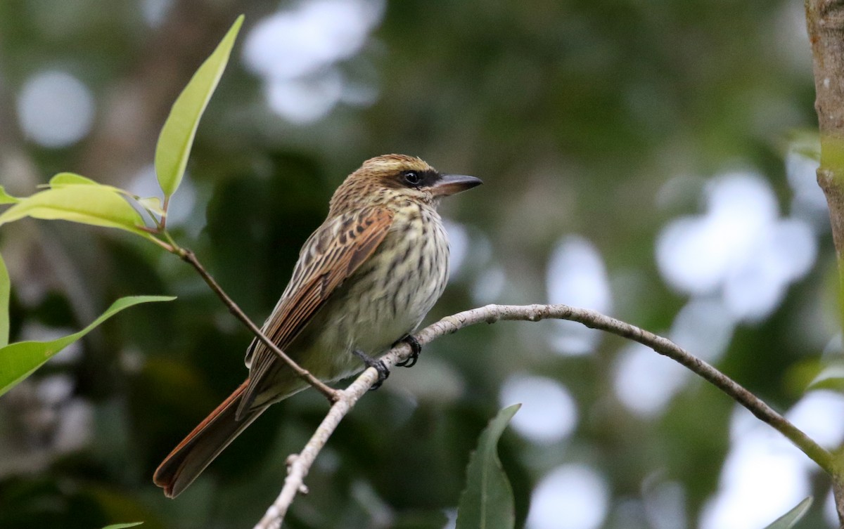 Streaked Flycatcher (Northern) - ML202155901