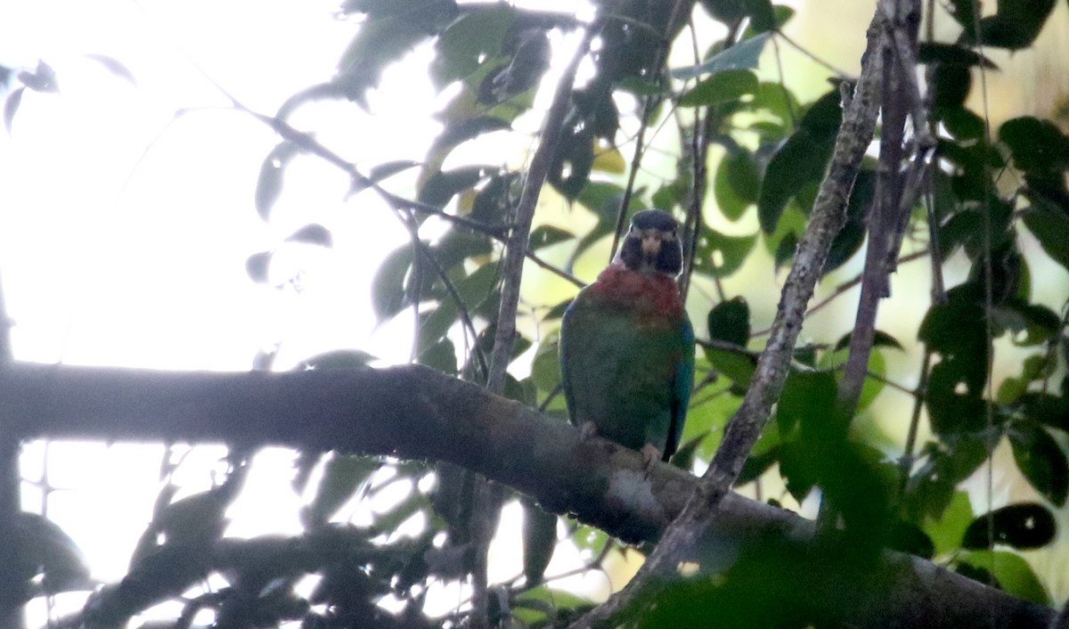 Brown-hooded Parrot - ML202156391