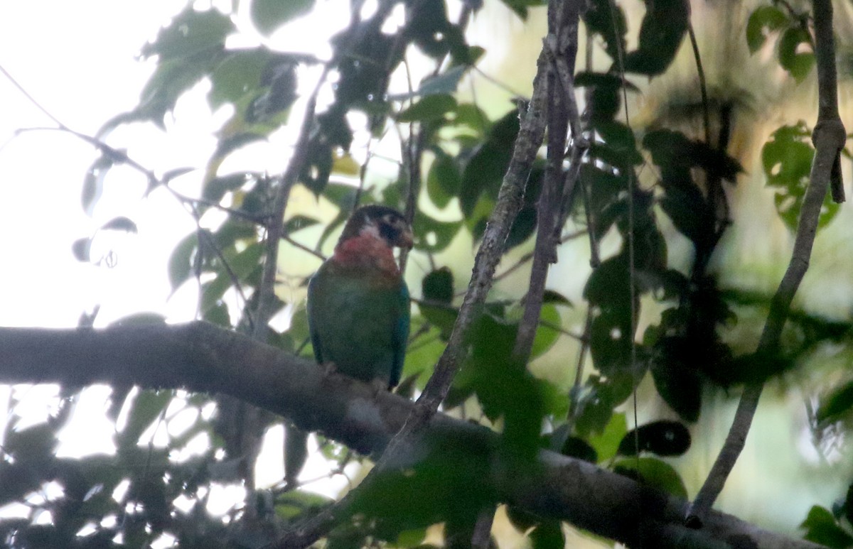 Brown-hooded Parrot - ML202156411