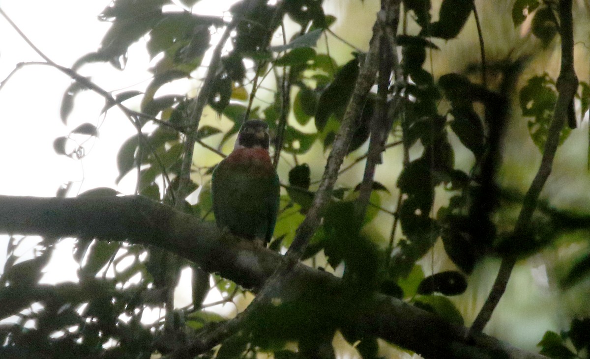 Brown-hooded Parrot - ML202156421