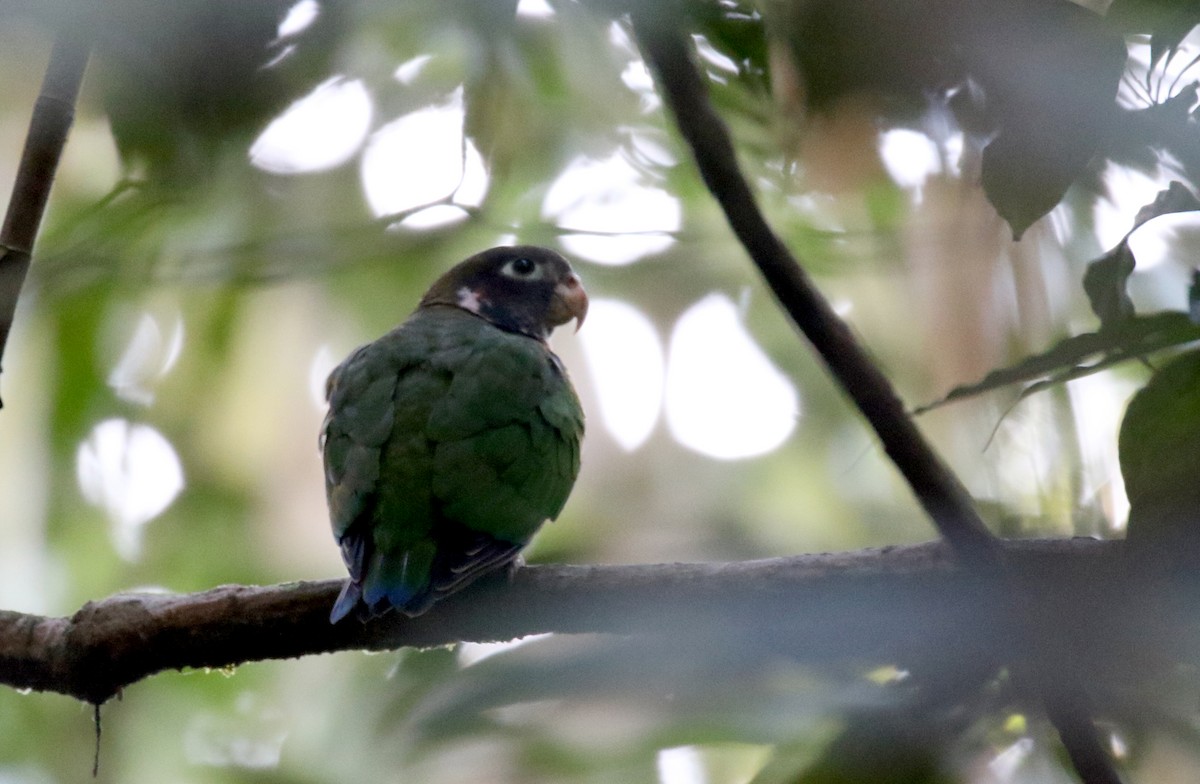 Brown-hooded Parrot - ML202156471