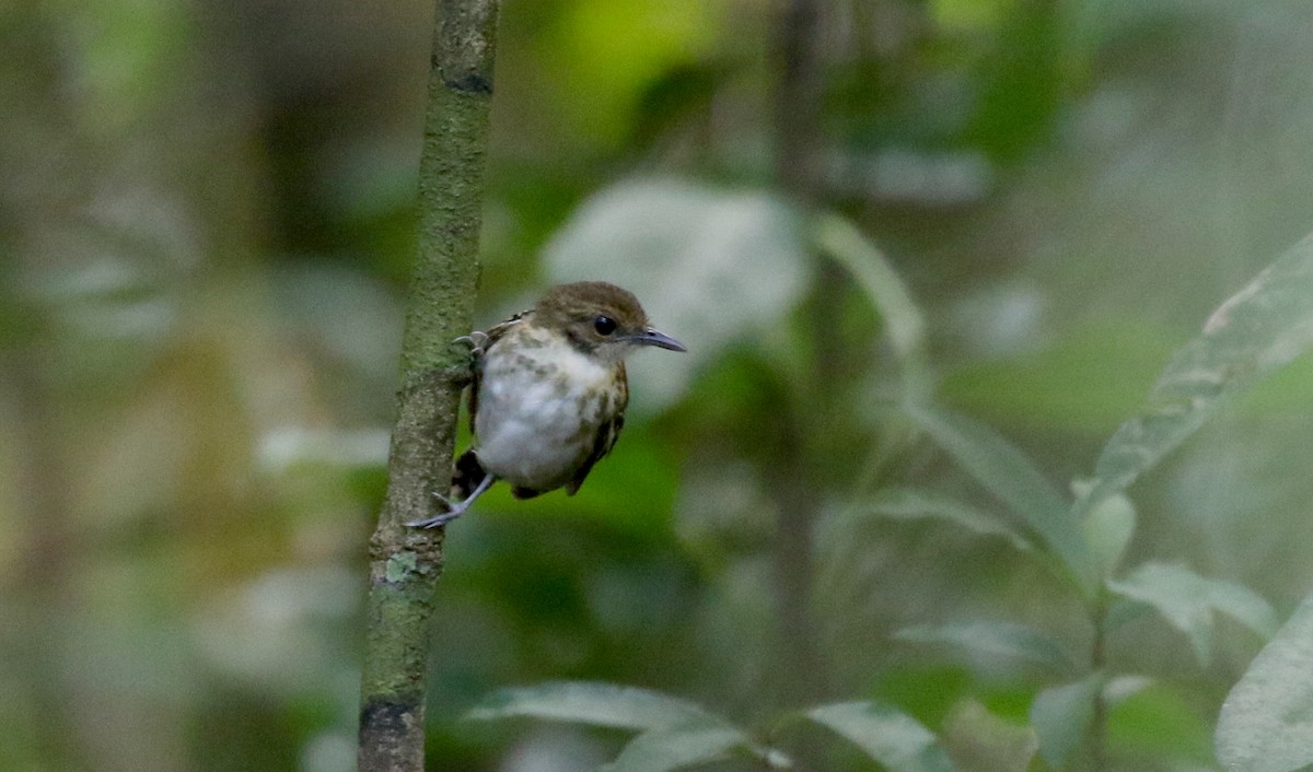 Spotted Antbird - Jay McGowan